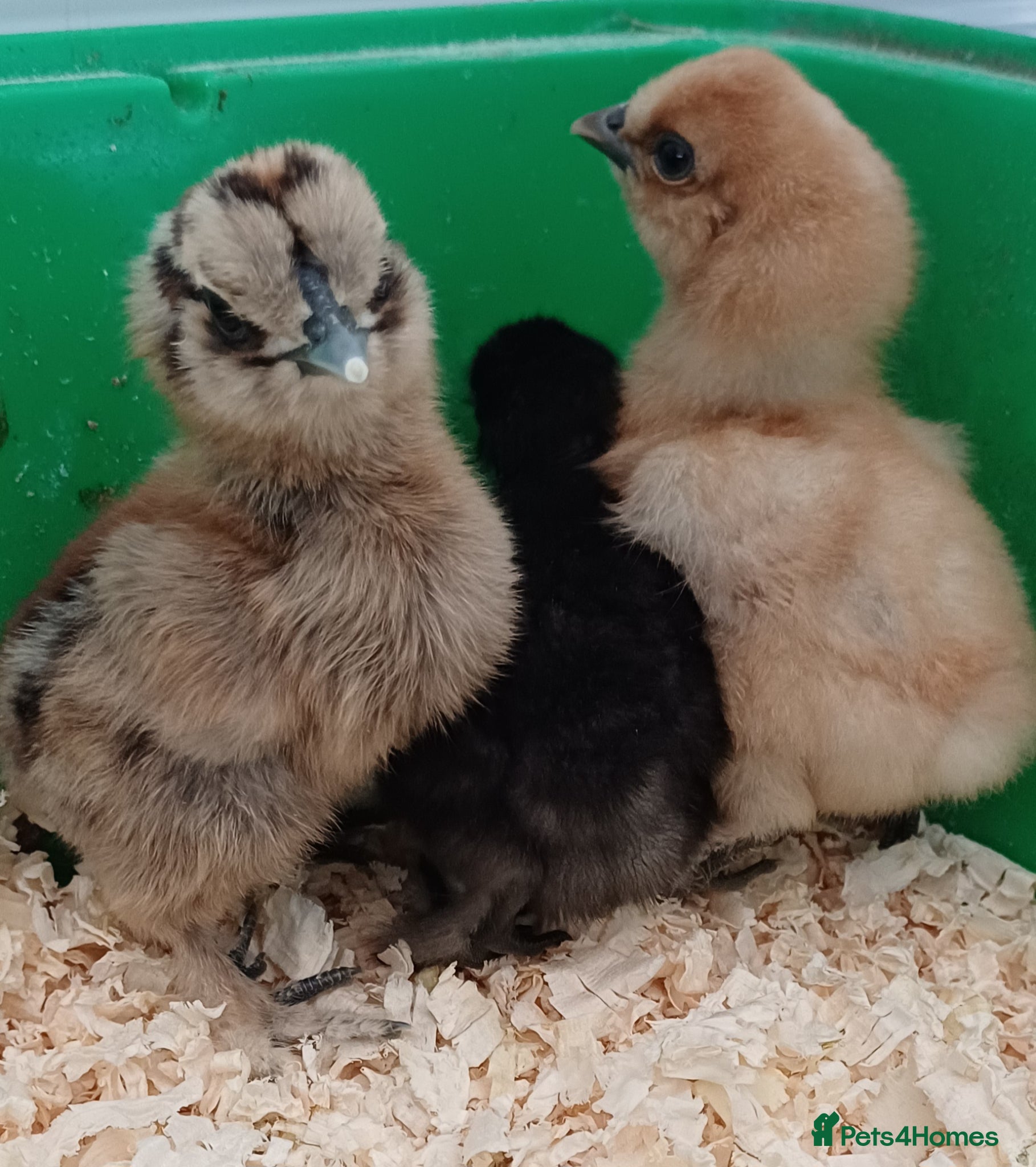 Chickens poultry Silkie chicks, hatching eggs & cockerels available - Advert 7