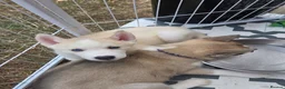 Huskita dogs for sale: Puppies for sale - Advert 18
