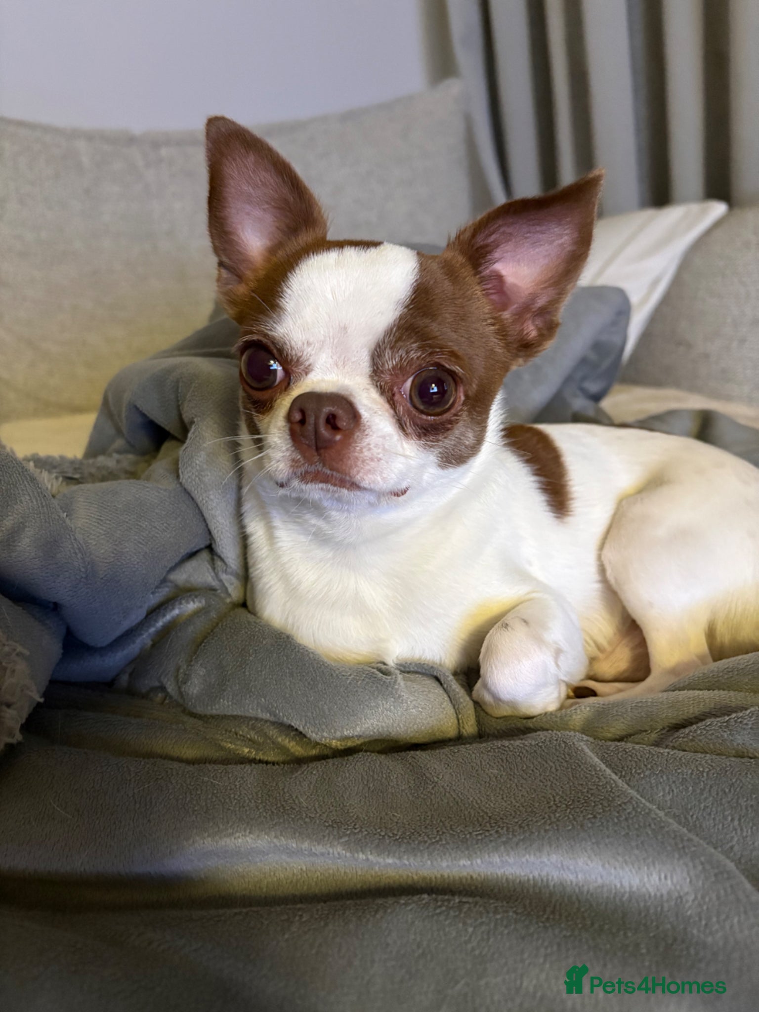 Chihuahua dogs Lucky - Advert 1