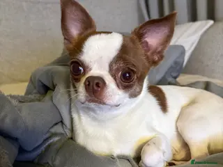 Chihuahua dogs Lucky - Advert 1