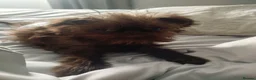 Griffon Bruxellois dogs for sale: Chocolate male - Advert 7