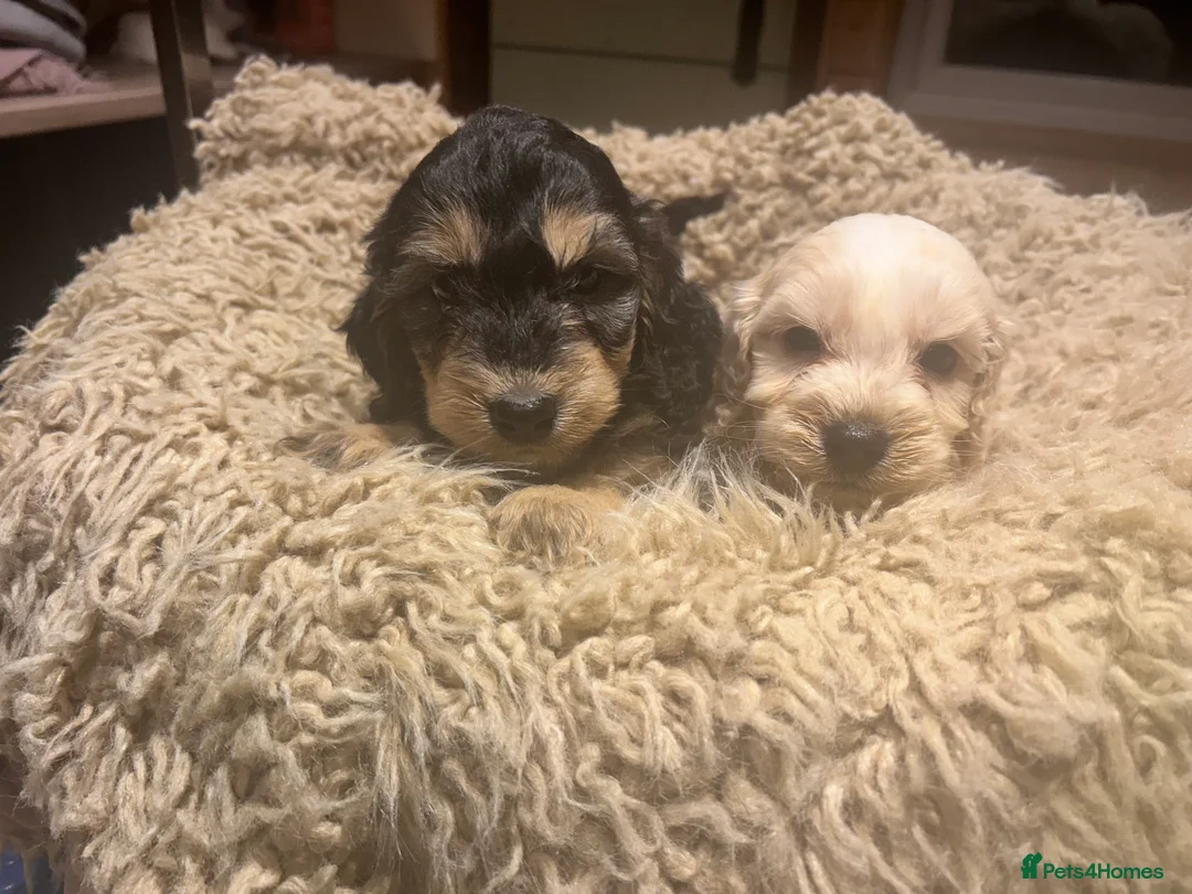 Cockapoo dogs for sale: F1 Cockerpo litter  - Advert 8