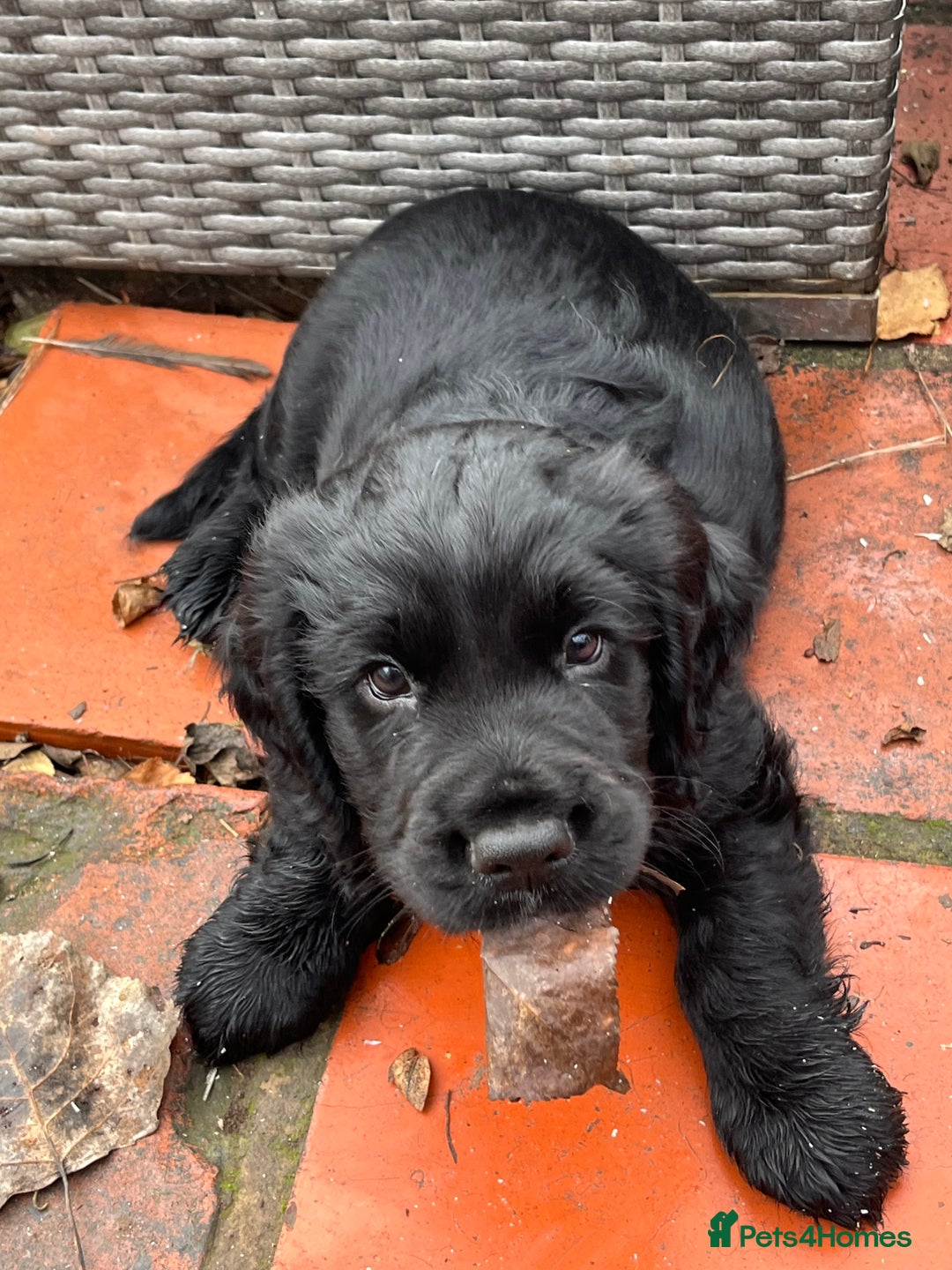Cocker Spaniel dogs for sale: Wonderful cocker spaniel puppies for sale  - Advert 5