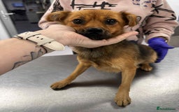 Mixed Breed dogs for adoption: Rose for adoption - Image 4