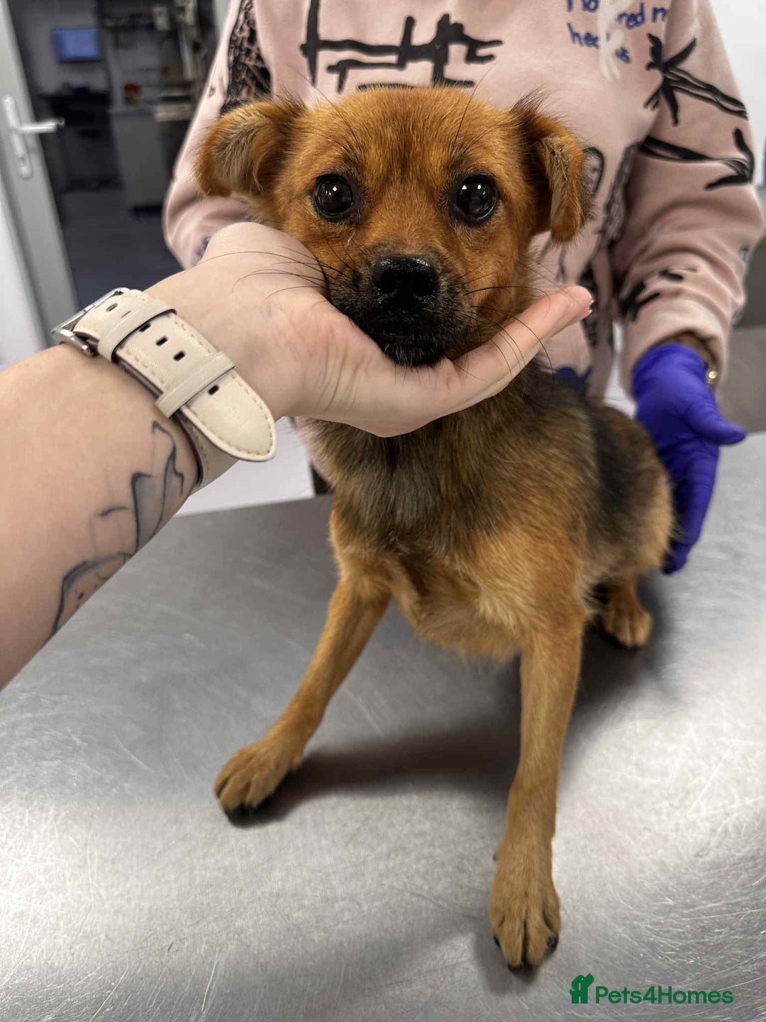 Mixed Breed dogs for adoption: Rose for adoption - Image 4