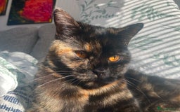 British Shorthair cats for sale: (💙LAST WHITE KITTEN🤍) Stunning Pure BSH kittens  - Advert 19