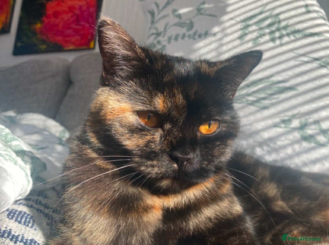 British Shorthair cats for sale: (💙LAST WHITE KITTEN🤍) Stunning Pure BSH kittens  - Advert 19