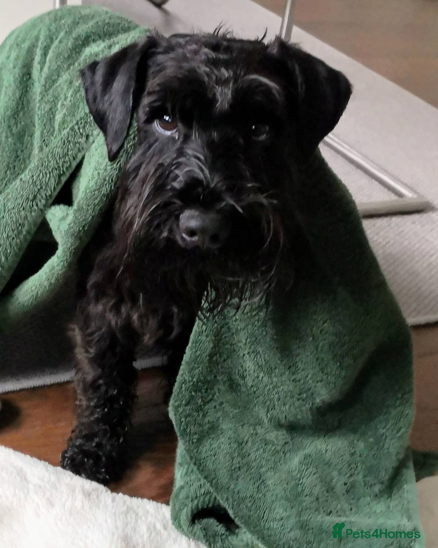 Miniature Schnauzer dogs Adorable Miniature Schnauzer - Advert 2