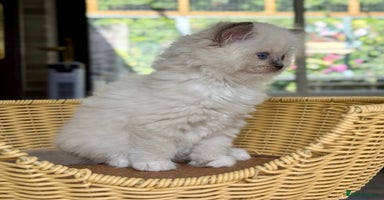 Ragdoll cats - Advert 6