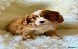Cavalier King Charles Spaniel dogs for sale: STUNNING CAVALIER PUPPIES READY TO GO ON THE 6TH! - Image 7
