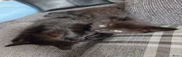 Mixed Breed cats for sale: 2 x kittens in Hyde - Advert 5