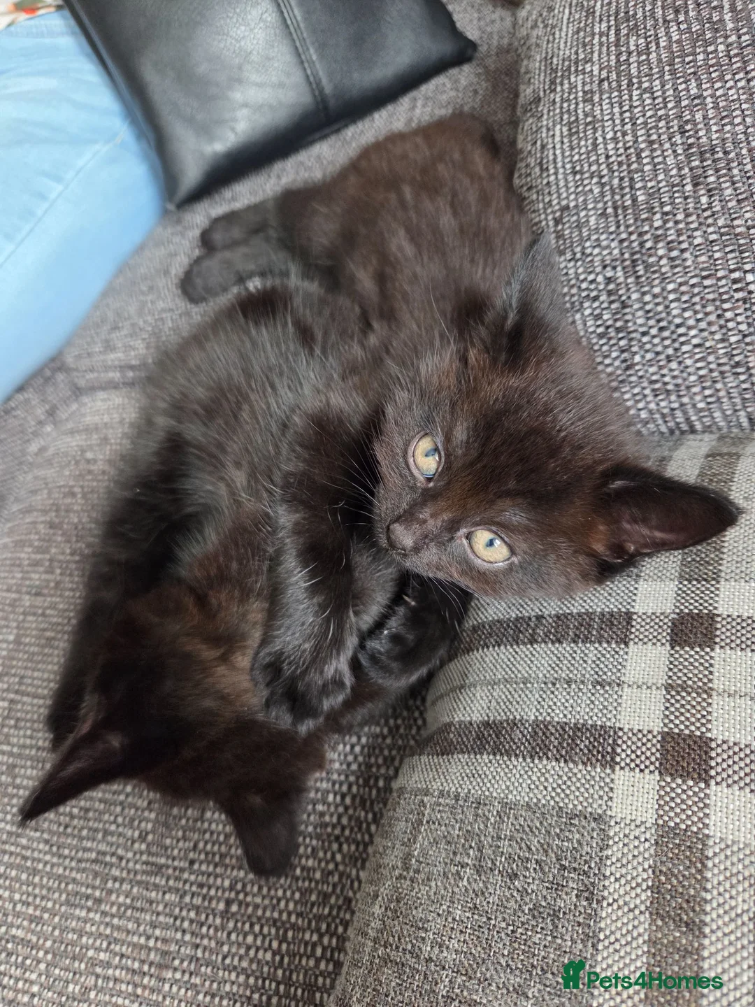 Mixed Breed cats for sale: 2 x kittens in Hyde - Advert 5