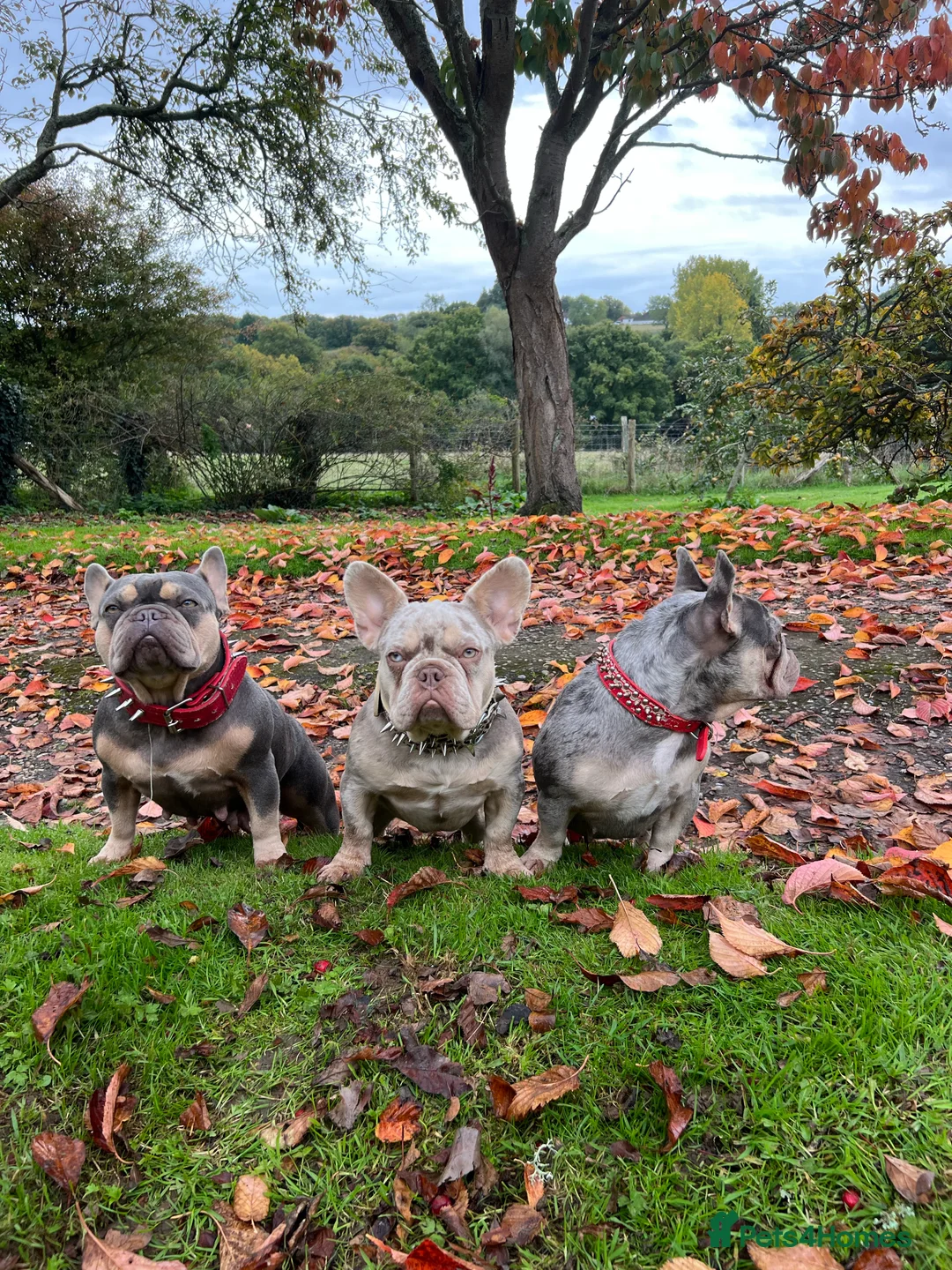 French Bulldog dogs for stud: THOR Newshade Isabella Fluffy carrier in Stevenage - Advert 6