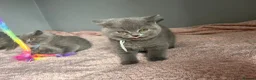 British Shorthair cats for sale: British short /longhair gccf  kittens  - Advert 6