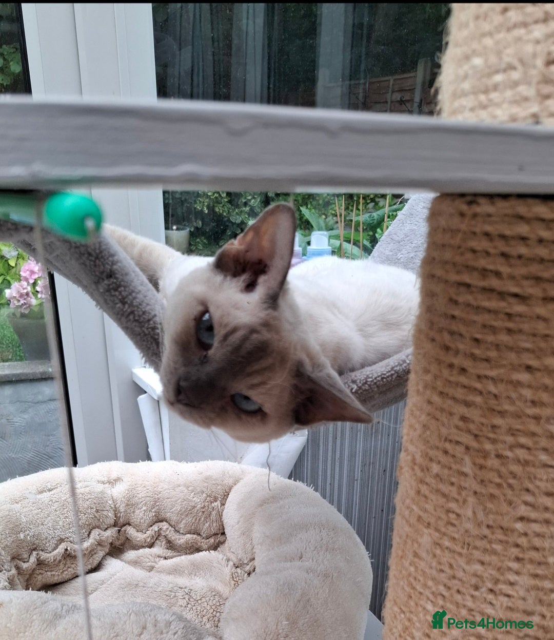 Devon Rex cats for sale: Devon Rex adults  - Advert 2