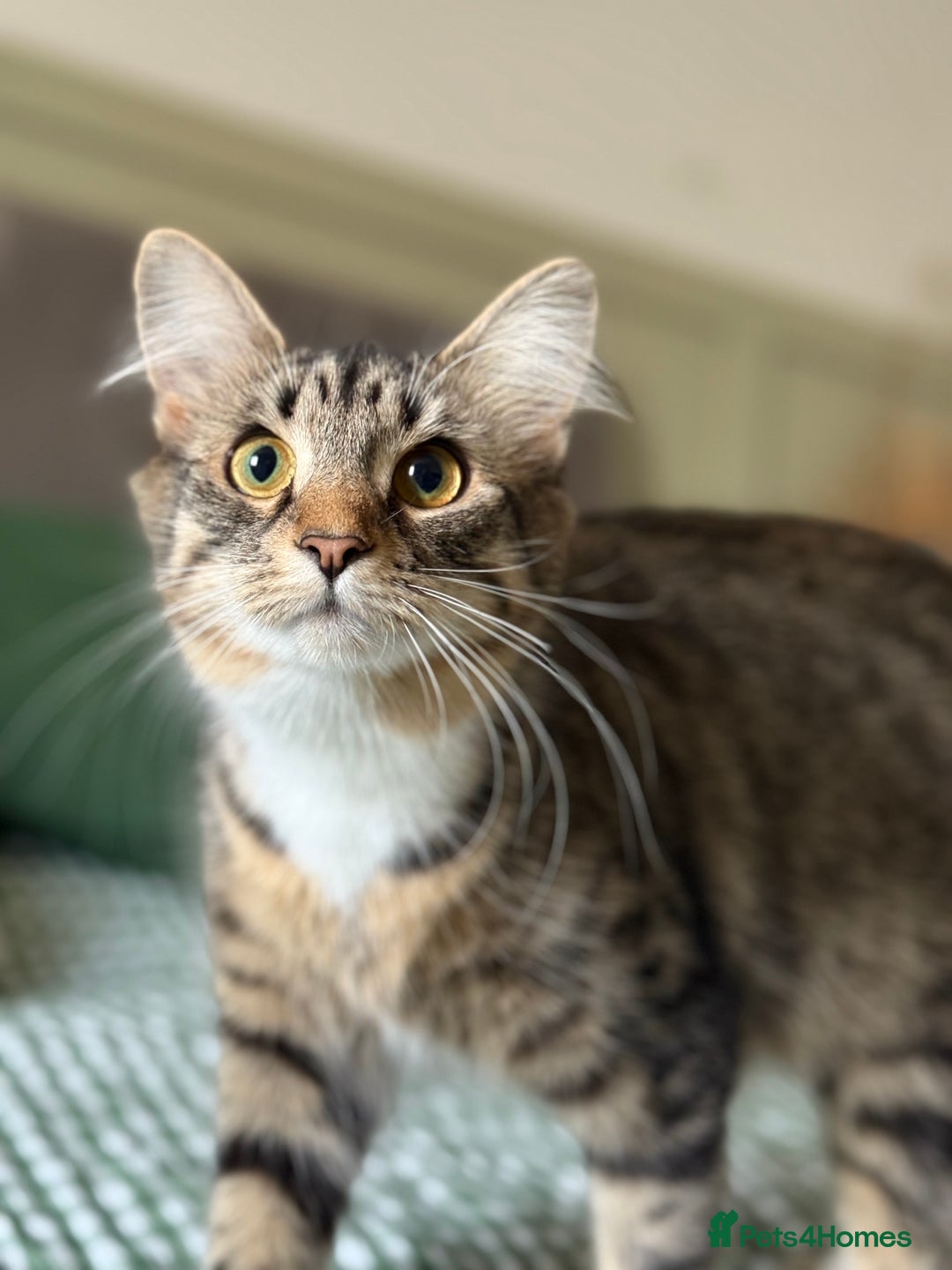 Bengal cats for sale: Gorgeous friendly girl for rehome🤍 - Advert 5