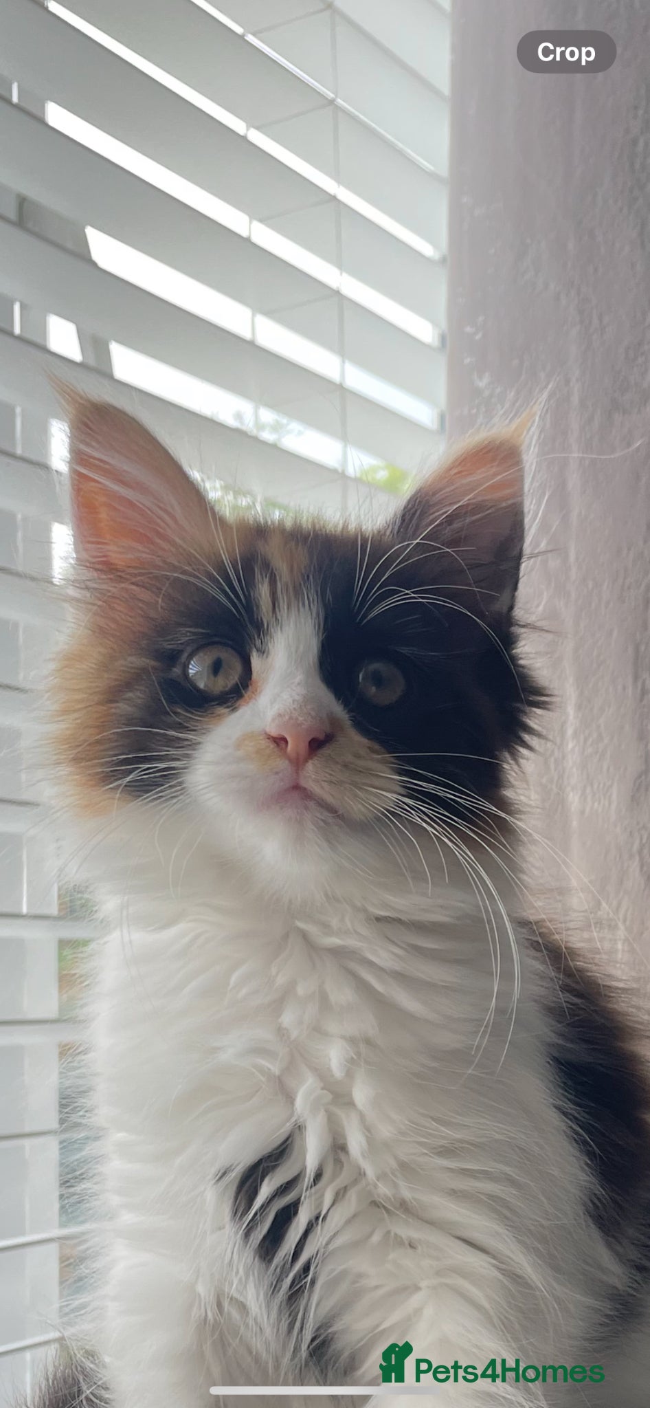 Maine Coon cats Maine coon Female  - Advert 5