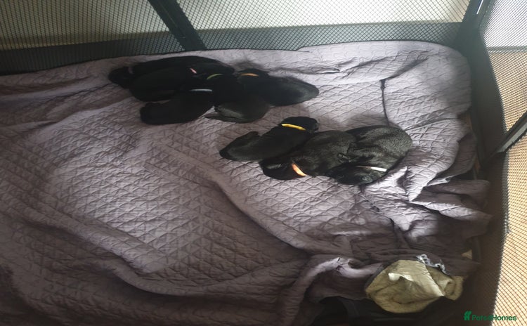 German Shepherd dogs - Advert 1