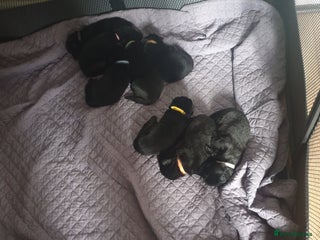 German Shepherd dogs - Advert 1