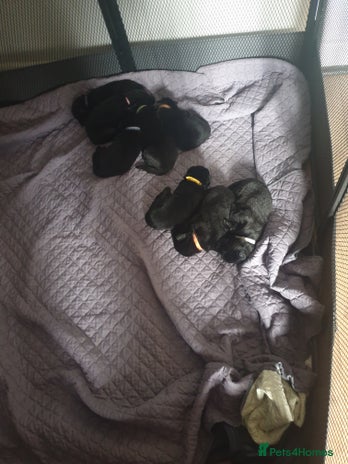 German Shepherd dogs - Advert 1