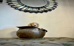 Miniature Dachshund dogs for sale: cream colour's KC miniture dachshund - Image 27
