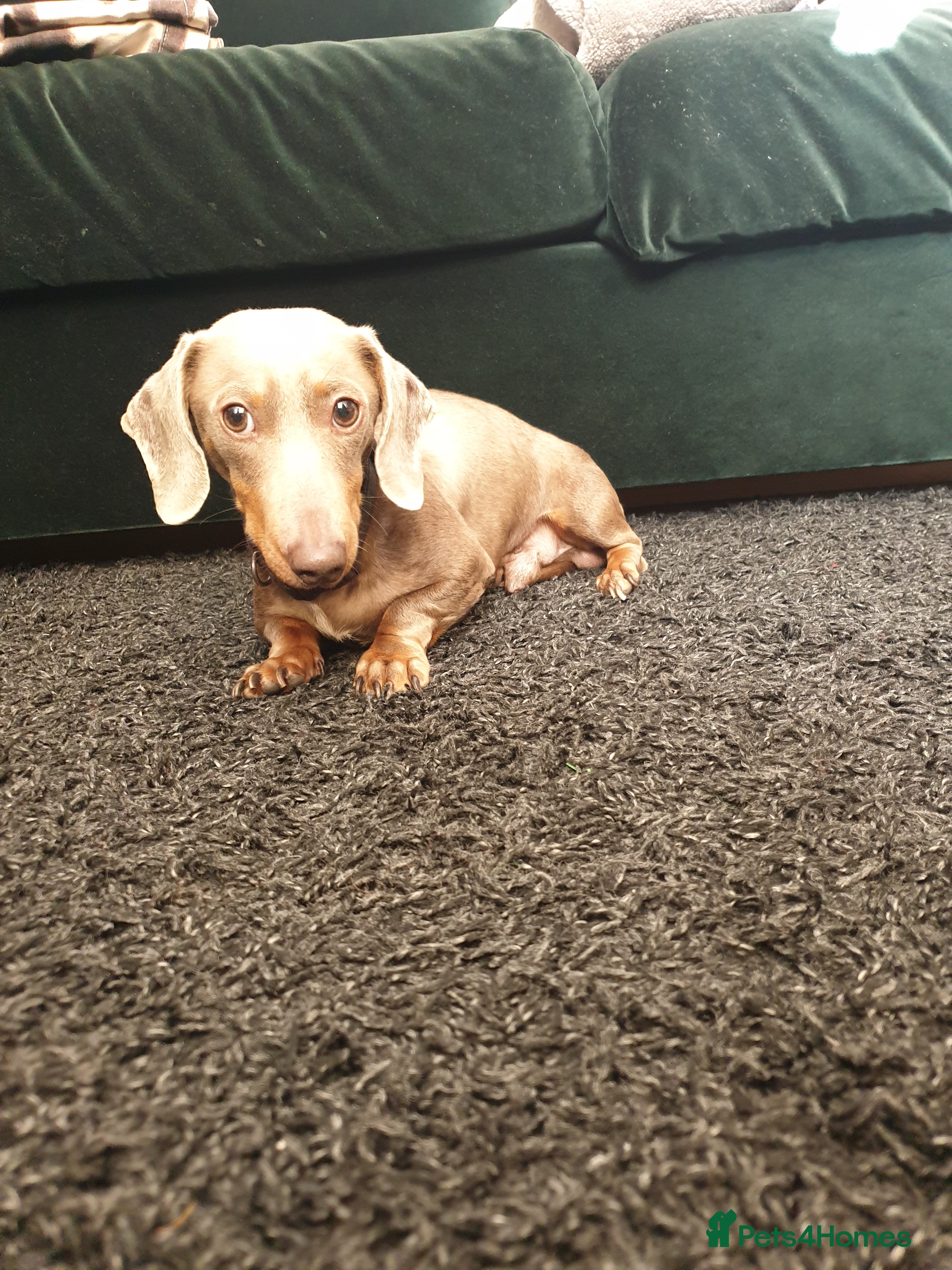 Dachshund dogs Beautiful Dachshund Looking for a Loving Home - Advert 12