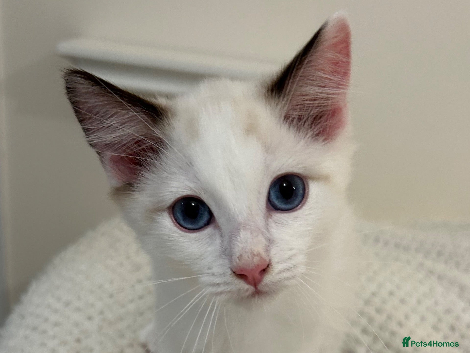 Ragdoll cats Lilac Bicolour Ragdoll Kittens - Advert 19