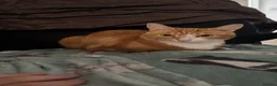 Mixed Breed cats for sale: Marla  - Advert 18