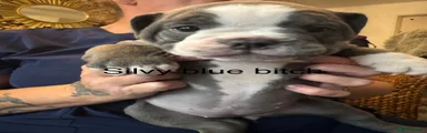 silvy