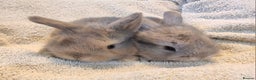 Mini Lion Lop rabbits for sale: Beautiful Mini lion lops ready for  **   - Advert 4