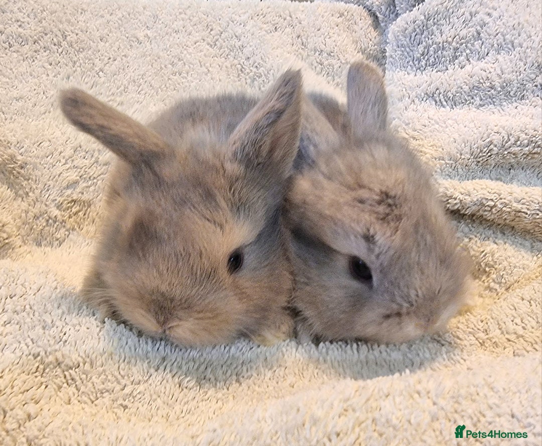 Mini Lion Lop rabbits for sale: Beautiful Mini lion lops ready for  **   - Advert 4