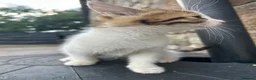 Mixed Breed cats for sale: Beautiful kittens for sale - Advert 7