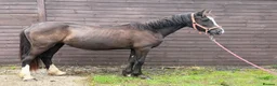 Welsh Section D horses for sale: Grace - Beautiful Welsh D Filly  - Advert 2