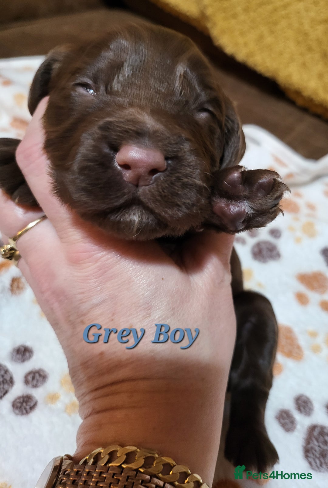 Cocker Spaniel dogs for sale: Working Cocker Spaniel Pups - Advert 10