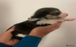 Welsh Corgi Pembroke dogs for sale: KC REG PEMBROKESHIRE CORGIS - Image 12