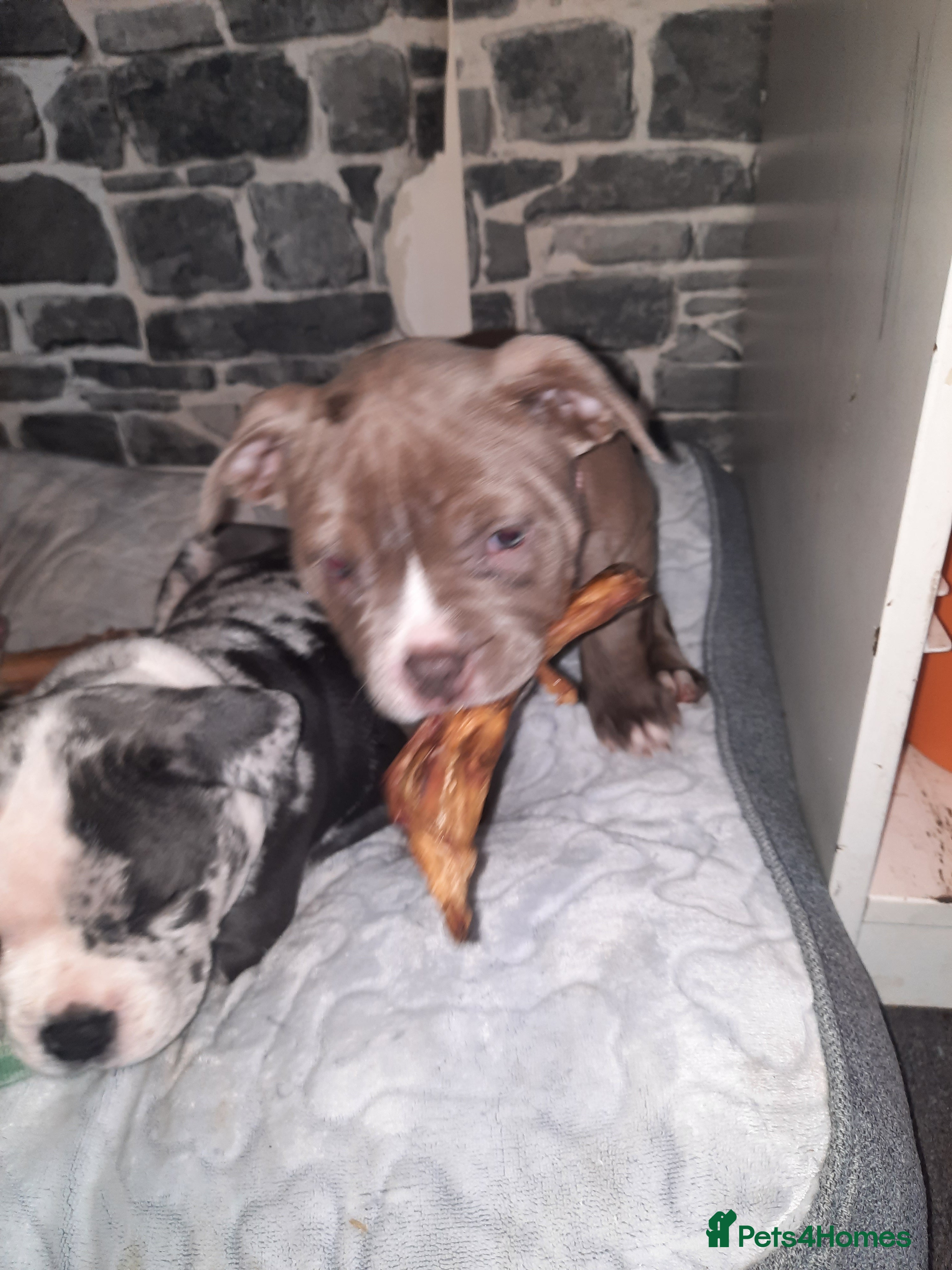 American Bully dogs for sale: Abkc reg platinum/champion pocket bullies - Advert 3
