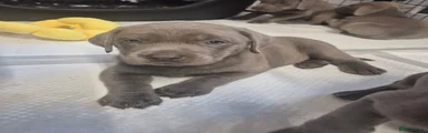 Benson 
