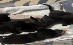 Siamese cats for sale: Half Siamese kittens  - Image 6