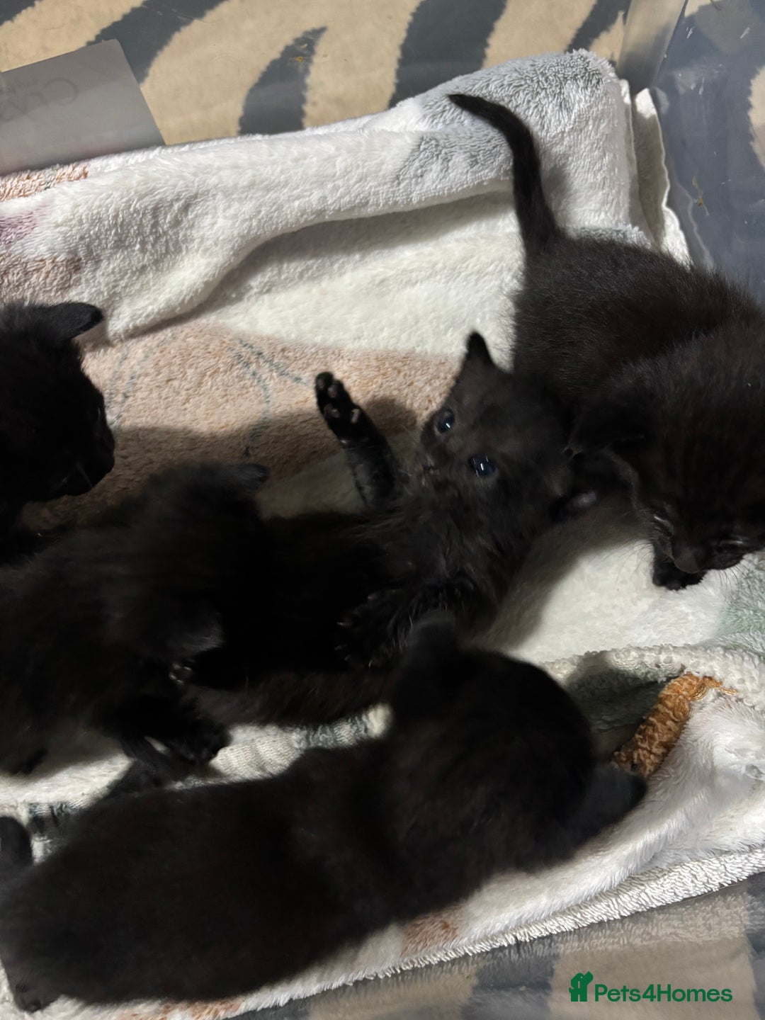 Siamese cats for sale: Half Siamese kittens  - Image 6