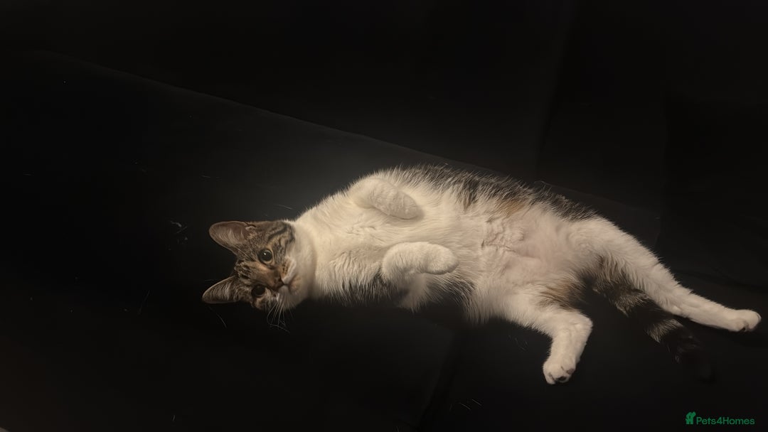 Mixed Breed cats for sale: ✨ Loving 2-Year-Old Cat Seeking Forever Home ✨ - Image 3