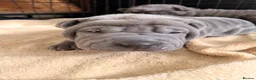 Shar Pei dogs for sale: Two beautiful Blue Shar Pei puppies (Male) - Advert 15