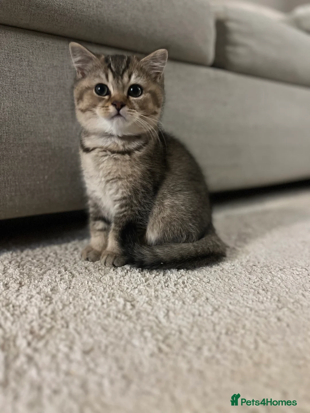 British Shorthair cats for sale: 4 Beautiful British Shorthair Kittens for Sale - Advert 4