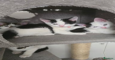 Domestic Shorthair cats - Advert 5