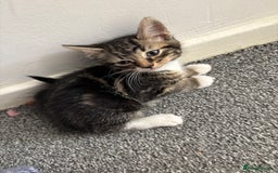 Domestic Shorthair cats for sale: Adorable Tabby Kitten Looking for a loving Home - Image 2