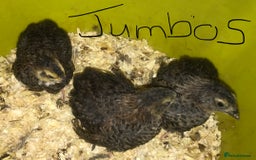 Quail poultry for sale: JUMBO QUAIL CHICKS & SEXED JUMBOS ! - Image 22