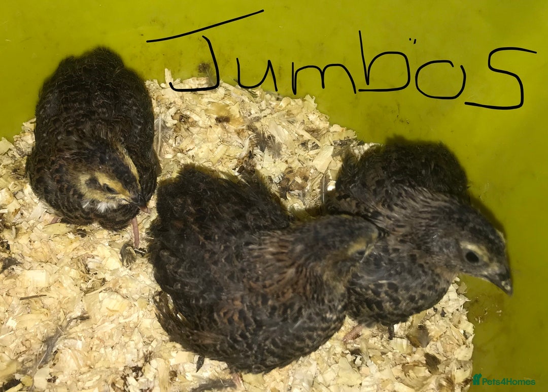 Quail poultry for sale: JUMBO QUAIL CHICKS & SEXED JUMBOS ! - Image 22