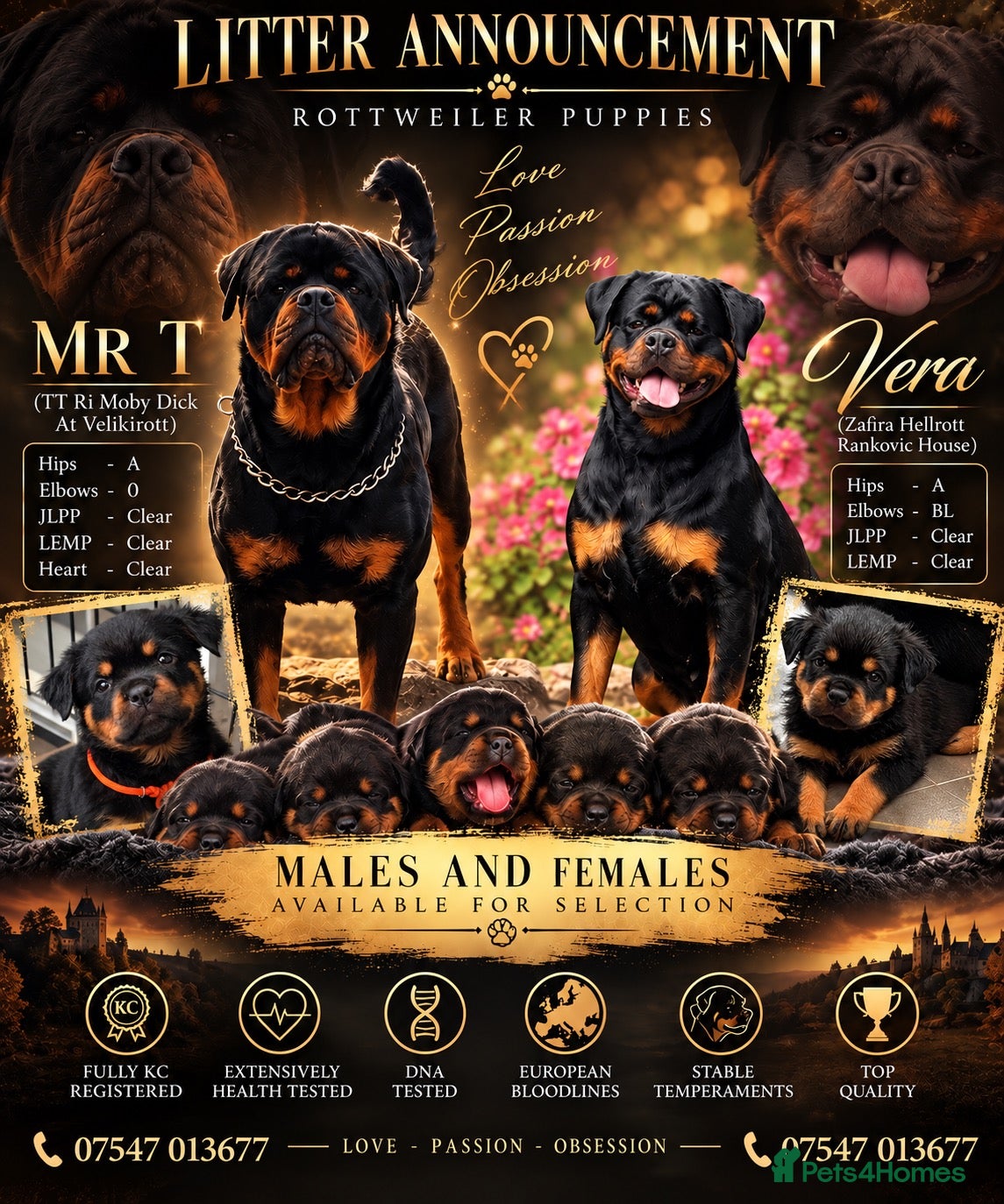 Rottweiler dogs ⭐️ Outstanding Rottweiler Puppies ⭐️ - Advert 17