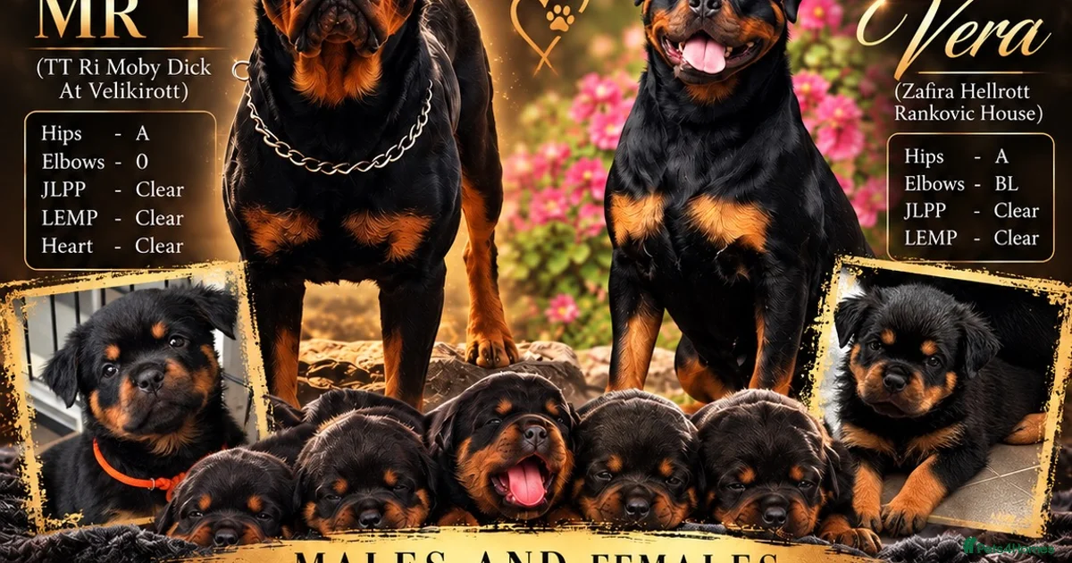 Other Color Rottweiler Rottweiler Puppies for sale in England | Pets4Homes