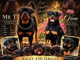 Rottweiler dogs ⭐️ Outstanding Rottweiler Puppies ⭐️ - Advert 17