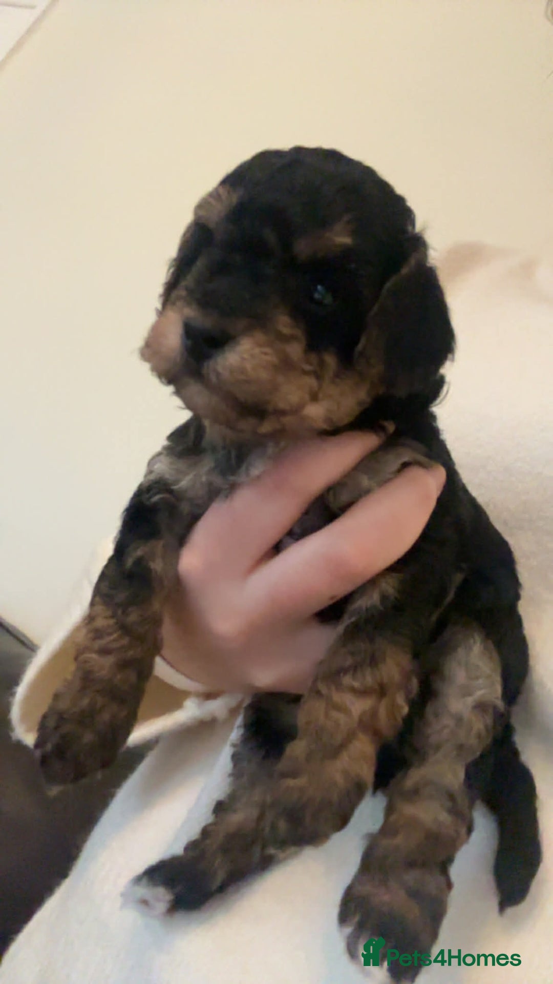 Maltipoo dogs for sale: Maltipoo  - Advert 8